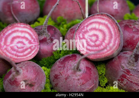 Globo barbabietole Chioggia Harvest Foto Stock