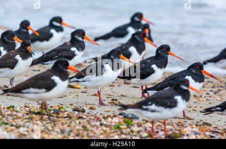 (Oystercatchers Haematopus ostralegus). Stormo di uccelli Oystercatcher in piedi su una spiaggia in riva al mare tutti guardando allo stesso modo, nel West Sussex, Regno Unito. Foto Stock