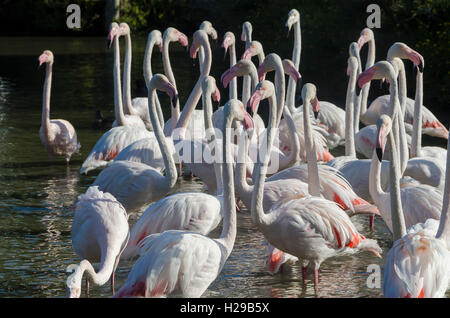 PONT DE GAU, CAMARGUE, FLAMANTS ROSES BDR FRANCIA 13 Foto Stock