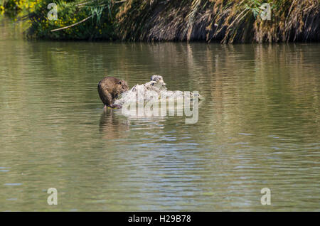 Ragondin, Pont de Gau, Camargue, Francia Foto Stock