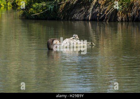 PONT DE GAU, CAMARGUE, RAGONDIN, BDR FRANCIA 13 Foto Stock