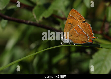 Una rara Hairstreak marrone Butterfly (Thecla betulae ) su una lama di erba. Foto Stock