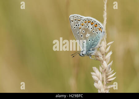 Comune di Blue Butterfly (Polyommatus icarus )su un semi d'erba. Foto Stock