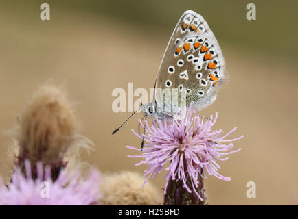 Comune di Blue Butterfly (Polyommatus icarus ) su un fiore. Foto Stock