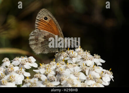 Small Heath Butterfly (Coenonympha pamphilus) alimentazione su un fiore. Foto Stock