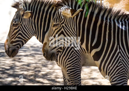 Due zebre Foto Stock