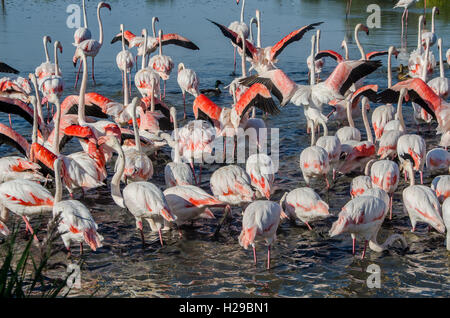 PONT DE GAU, CAMARGUE, FLAMANTS ROSES BDR FRANCIA 13 Foto Stock