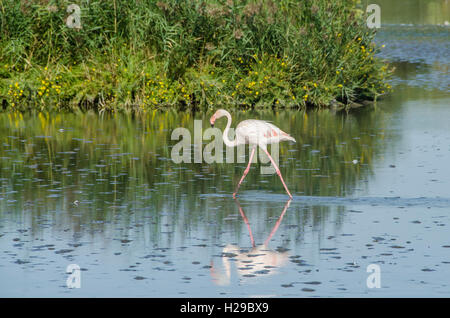 PONT DE GAU, CAMARGUE, FLAMANTS ROSES BDR FRANCIA 13 Foto Stock