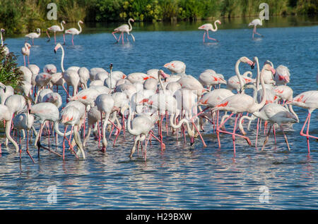 PONT DE GAU, CAMARGUE, FLAMANTS ROSES BDR FRANCIA 13 Foto Stock