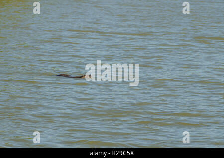 PONT DE GAU, CAMARGUE, RAGONDIN, BDR FRANCIA 13 Foto Stock