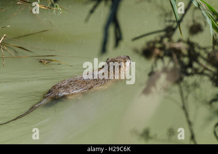 PONT DE GAU, CAMARGUE, RAGONDIN, BDR FRANCIA 13 Foto Stock