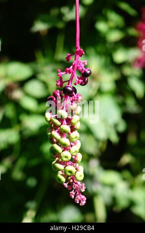 American pokeweed (Phytolacca americana) berriesm erba medicinale con emetici e purgativa proprietà Foto Stock