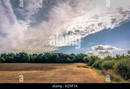 Bel paesaggio con soffici nuvole & campi verdi Foto Stock