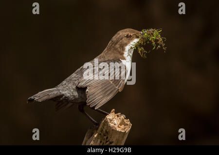 Un bilanciere (Cinclus cinclus) seduto su di una piccola succursale con nest-materiale da costruzione nel suo becco in primavera Foto Stock