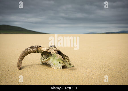 Cranio di pecora sulle sabbie della spiaggia Northton, Isle of Harris, Ebridi Esterne, Scozia Foto Stock