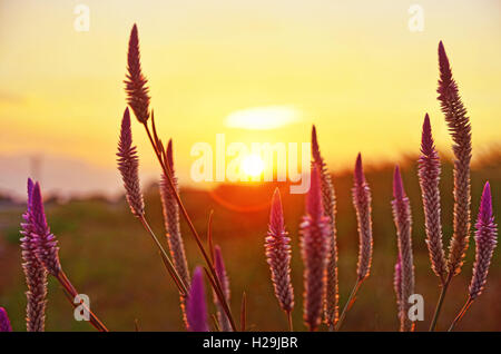 Bianco e viola Celosia Argentea var Spicata ciuffo di fiori al mattino Foto Stock