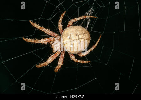 Vista dorsale di Orb weaver spider sul web nella sabbia costiera habitat, Umm al Quwayn, EMIRATI ARABI UNITI Foto Stock