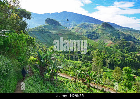 Paesaggio di verde terrazza piantagione in Panyaweuyan, Majalengka, West Java Foto Stock