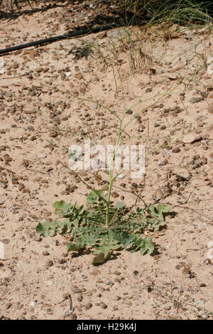 London Rocket Sisymbrium l'Irio crescendo in sabbia in Umm Al Quwayn, Emirati Arabi Uniti, Arabia Foto Stock