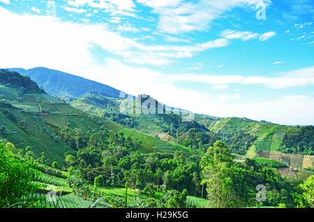 Paesaggio di verde terrazza piantagione in Panyaweuyan, Majalengka, West Java Foto Stock