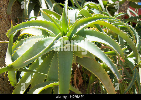 Grandi verde selvatico aloe vera pianta con pungenti, foglie carnose che si diramano in Western Australia. Foto Stock