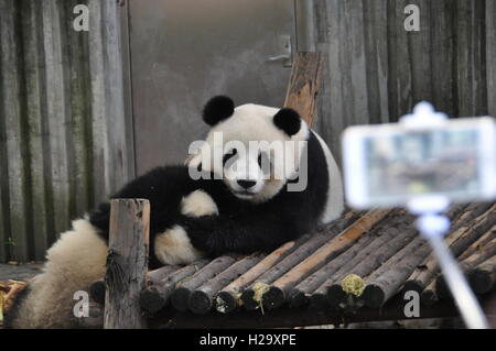 Ccheng Tu, Cina. Xxi Sep, 2016. Panda a Chengdu Panda Gigante allevamento e la Base di ricerca in Chengdu nel sud-ovest della Cina di provincia di Sichuan il 21 settembre 2016. © Jab Kholl/CTK foto/Alamy Live News Foto Stock