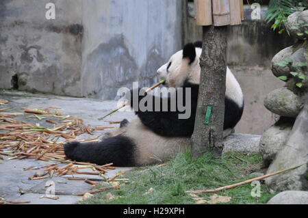 Ccheng Tu, Cina. Xxi Sep, 2016. Panda a Chengdu Panda Gigante allevamento e la Base di ricerca in Chengdu nel sud-ovest della Cina di provincia di Sichuan il 21 settembre 2016. © Jab Kholl/CTK foto/Alamy Live News Foto Stock