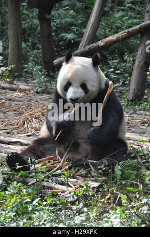 Ccheng Tu, Cina. Xxi Sep, 2016. Panda a Chengdu Panda Gigante allevamento e la Base di ricerca in Chengdu nel sud-ovest della Cina di provincia di Sichuan il 21 settembre 2016. © Jab Kholl/CTK foto/Alamy Live News Foto Stock