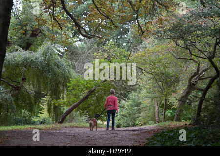 Il torneo di Wimbledon di Londra, Regno Unito. 26 Sep, 2016. Una donna cammina il suo cane su Wimbledon Common sul grigio di una giornata autunnale le foglie iniziano a credito di colore: amer ghazzal/Alamy Live News Foto Stock