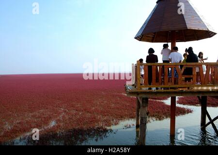 Panjin, Panjin, Cina. 26 Sep, 2016. I visitatori accorrono per la spiaggia rossa in Panjin, a nord-est della Cina di Liaoning, 26 settembre 2016. La spiaggia rossa non è coperto di sabbia, invece, è coperta da un tipo di alga marina. Come arriva l'autunno, la spiaggia rossa abbraccia il suo periodo più bello per visitare, girando vividamente rosso. Credito: SIPA Asia/ZUMA filo/Alamy Live News Foto Stock