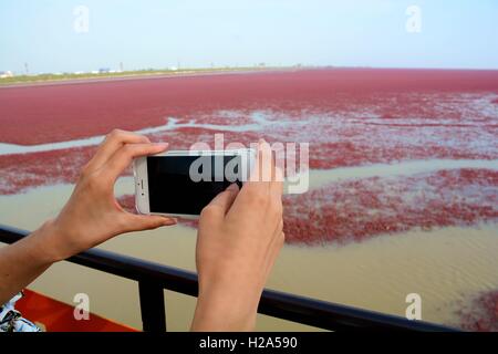 Panjin, Panjin, Cina. 26 Sep, 2016. I visitatori accorrono per la spiaggia rossa in Panjin, a nord-est della Cina di Liaoning, 26 settembre 2016. La spiaggia rossa non è coperto di sabbia, invece, è coperta da un tipo di alga marina. Come arriva l'autunno, la spiaggia rossa abbraccia il suo periodo più bello per visitare, girando vividamente rosso. Credito: SIPA Asia/ZUMA filo/Alamy Live News Foto Stock