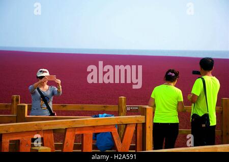 Panjin, Panjin, Cina. 26 Sep, 2016. I visitatori accorrono per la spiaggia rossa in Panjin, a nord-est della Cina di Liaoning, 26 settembre 2016. La spiaggia rossa non è coperto di sabbia, invece, è coperta da un tipo di alga marina. Come arriva l'autunno, la spiaggia rossa abbraccia il suo periodo più bello per visitare, girando vividamente rosso. Credito: SIPA Asia/ZUMA filo/Alamy Live News Foto Stock