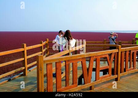 Panjin, Panjin, Cina. 26 Sep, 2016. I visitatori accorrono per la spiaggia rossa in Panjin, a nord-est della Cina di Liaoning, 26 settembre 2016. La spiaggia rossa non è coperto di sabbia, invece, è coperta da un tipo di alga marina. Come arriva l'autunno, la spiaggia rossa abbraccia il suo periodo più bello per visitare, girando vividamente rosso. Credito: SIPA Asia/ZUMA filo/Alamy Live News Foto Stock