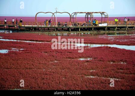 Panjin, Panjin, Cina. 26 Sep, 2016. I visitatori accorrono per la spiaggia rossa in Panjin, a nord-est della Cina di Liaoning, 26 settembre 2016. La spiaggia rossa non è coperto di sabbia, invece, è coperta da un tipo di alga marina. Come arriva l'autunno, la spiaggia rossa abbraccia il suo periodo più bello per visitare, girando vividamente rosso. Credito: SIPA Asia/ZUMA filo/Alamy Live News Foto Stock