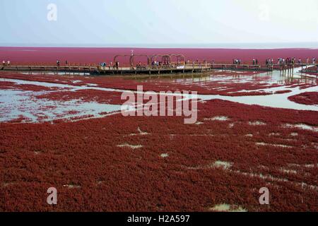 Panjin, Panjin, Cina. 26 Sep, 2016. I visitatori accorrono per la spiaggia rossa in Panjin, a nord-est della Cina di Liaoning, 26 settembre 2016. La spiaggia rossa non è coperto di sabbia, invece, è coperta da un tipo di alga marina. Come arriva l'autunno, la spiaggia rossa abbraccia il suo periodo più bello per visitare, girando vividamente rosso. Credito: SIPA Asia/ZUMA filo/Alamy Live News Foto Stock