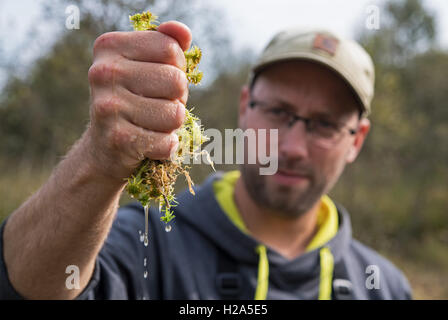 Osterholz-Scharmbeck, Germania. Il 22 settembre, 2016. Il paesaggio ecologista dal Osterholz stazione biologica, Jonas Linke, spreme alcune del cosiddetto 'flottante' erba nelle sue mani nella Ahrensfelder ormeggiare di Osterholz-Scharmbeck, Germania, 22 settembre 2016. Dopo decenni di preparazioni di torba è stata completata, la ribagnatura di brughiera avrà luogo. Foto: Ingo Wagner/dpa/Alamy Live News Foto Stock