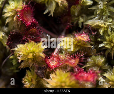 Osterholz-Scharmbeck, Germania. Il 22 settembre, 2016. La pianta carnivora Drosera può essere visto nei campi dell'Ahrensfelder ormeggiare di Osterholz-Scharmbeck, Germania, 22 settembre 2016. Dopo decenni di preparazioni di torba è stata completata, la ribagnatura di brughiera avrà luogo. Foto: Ingo Wagner/dpa/Alamy Live News Foto Stock