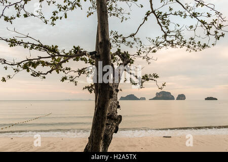 Sunrise a Railey Beach con l'albero rivolto verso montagne carsiche in Thailandia Foto Stock