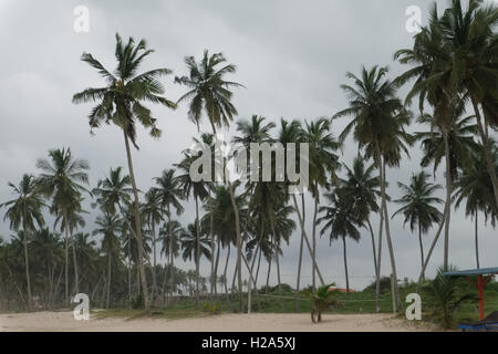 Spiaggia deserta con rete da pallavolo di fronte alte palme a casse Beach in Ghana Foto Stock