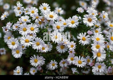 Aster alpinus o Alpine Aster, Wild Aster fiori in primo piano Foto Stock