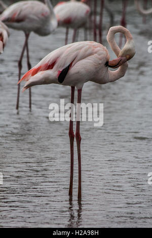 La Camargue è composta di acquitrini e paludi in un ambiente naturale dove molti uccelli fanno la loro casa, specialmente fenicotteri Foto Stock