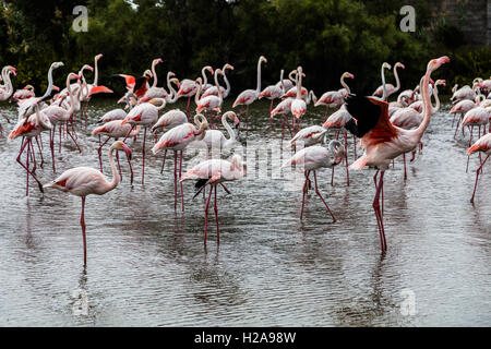 La Camargue è composta di acquitrini e paludi in un ambiente naturale dove molti uccelli fanno la loro casa, specialmente fenicotteri Foto Stock