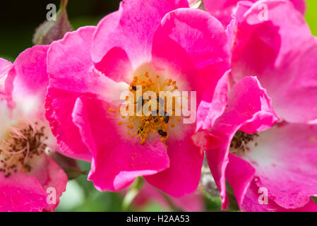 Rosa 'American Pillar' con fiori rosa e coleotteri di polline, Brassicogethes aeneus, Berkshire, giugno Foto Stock