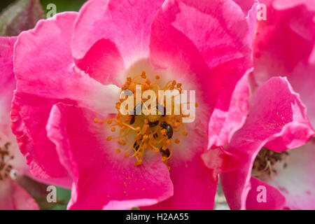 Rosa 'American Pillar' con fiori rosa e coleotteri di polline, Brassicogethes aeneus, Berkshire, giugno Foto Stock