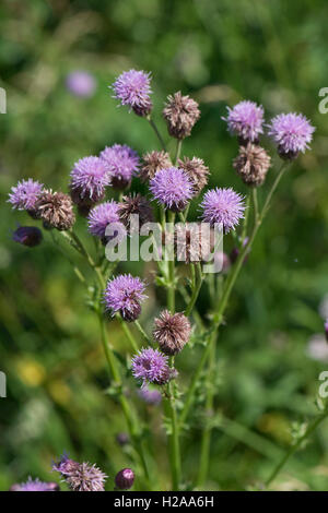 Fiore viola di creeping thistle, Cirsium arvense, un erbaccia della massa dei rifiuti e le sementi alimenti per uccelli, Luglio Foto Stock