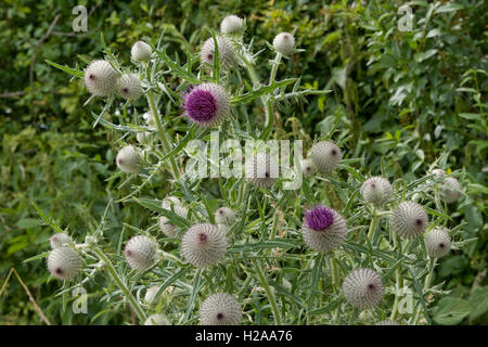 Fiori di grande lanosi thistle, Cirsium eriophorum, crescendo su downland, West Berkshire, Luglio Foto Stock