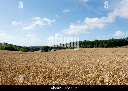 Campo di rotolamento del golden grano di inverno in una bella giornata estiva, North Wessex Downs, Berkshire, Agosto Foto Stock