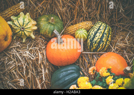 Zucche in varie forme in un ambiente rurale Foto Stock