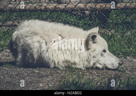 White Wolf prendendo un pisolino sul terreno Foto Stock