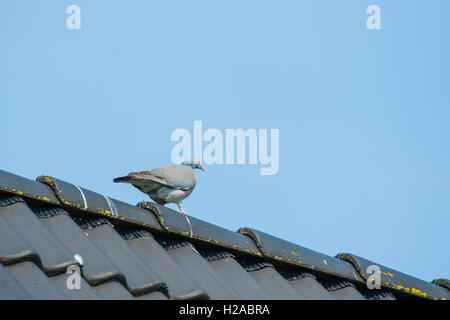 Pigeon camminando su un tetto in cielo blu Foto Stock